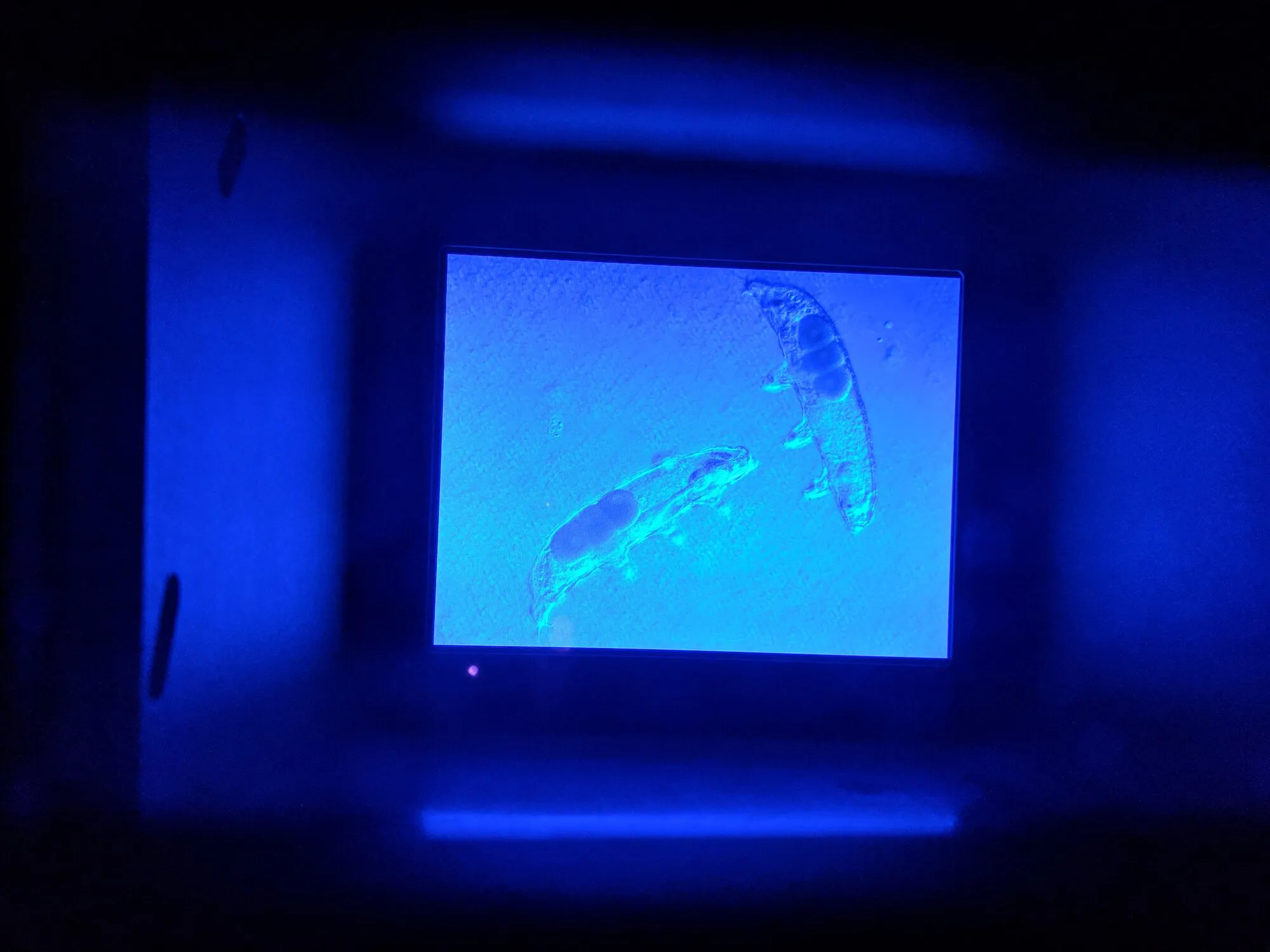A picture of a microbe