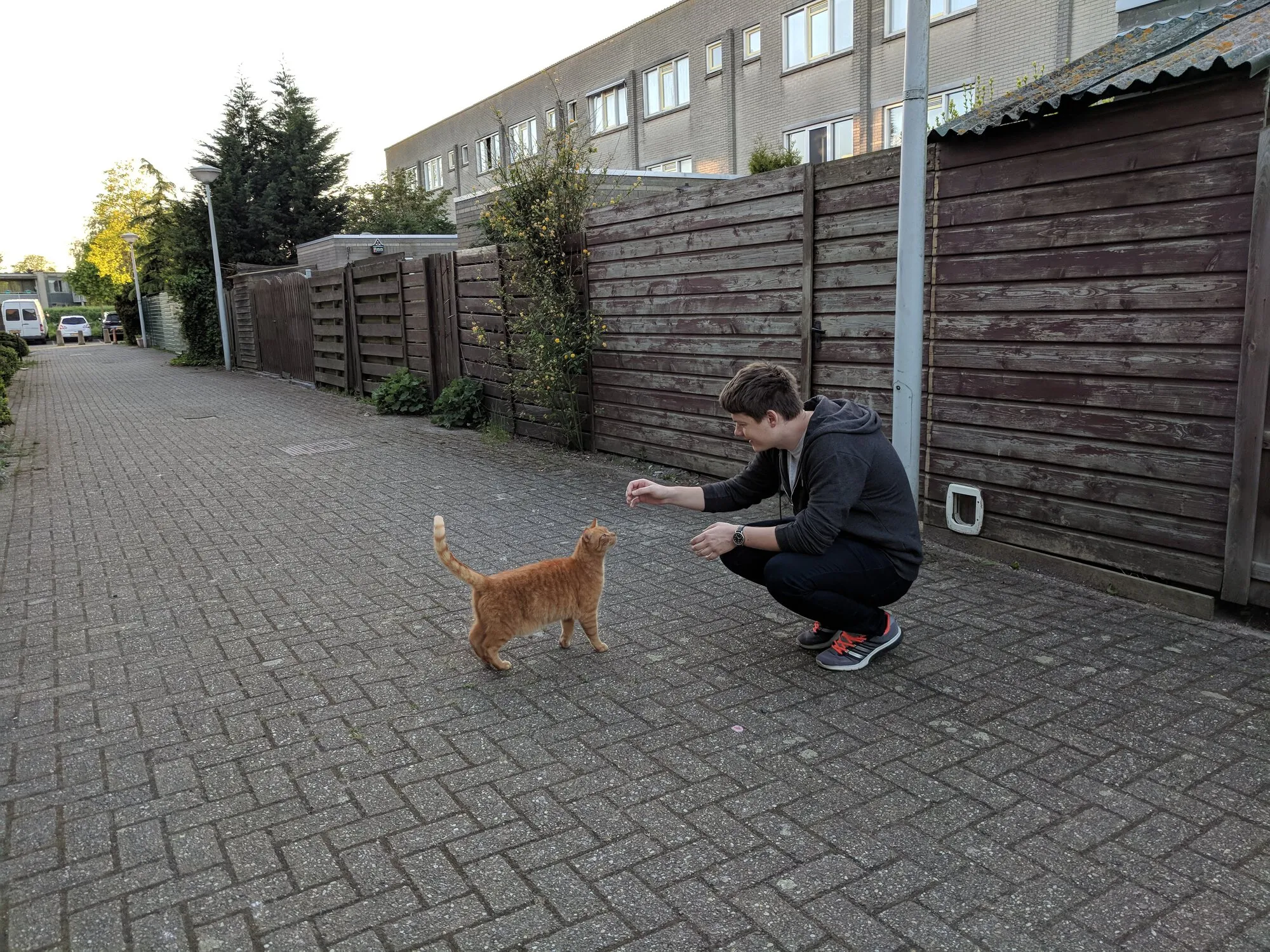 Dima is ready to pet the cat
