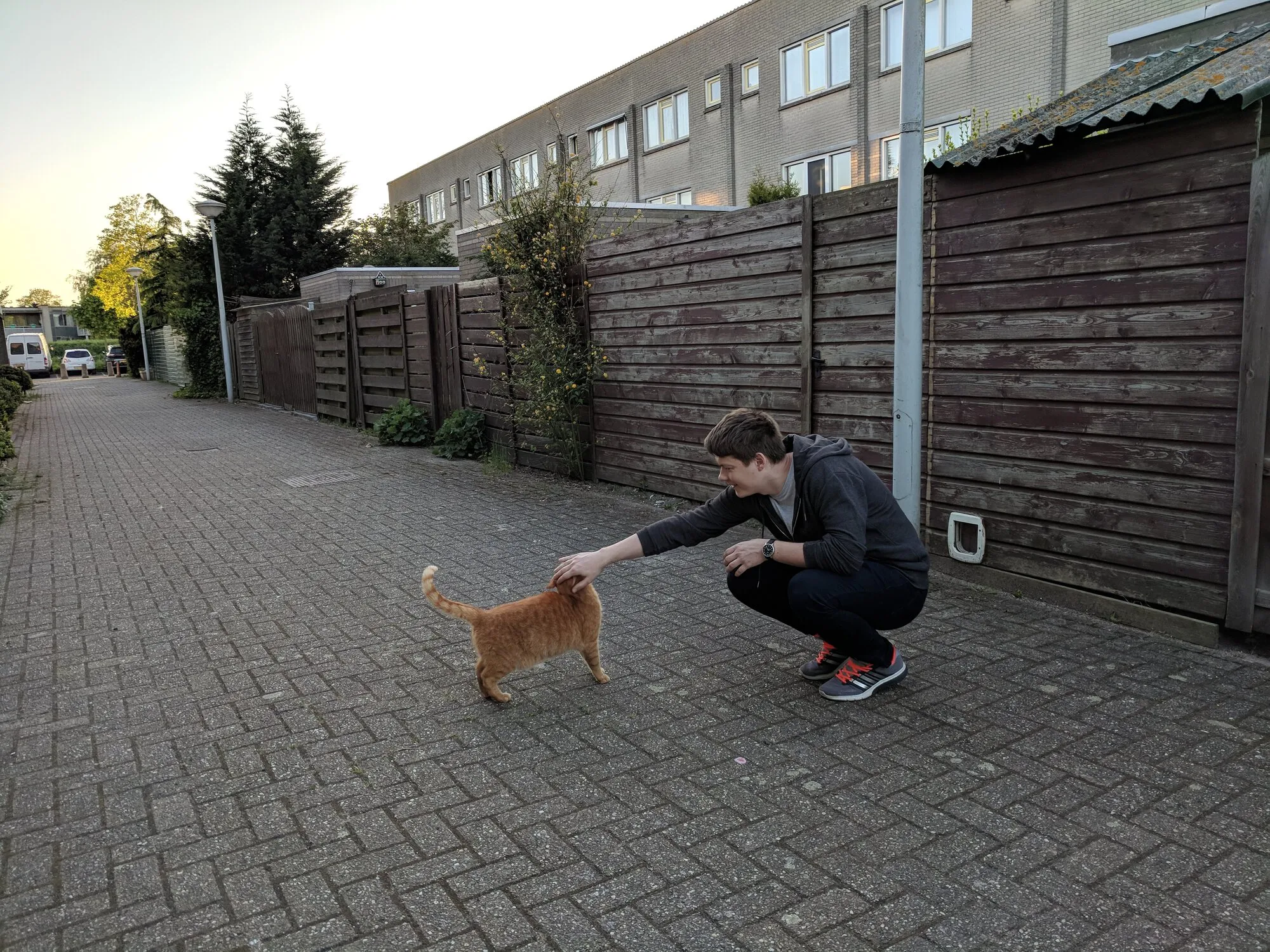 Dima pets the cat