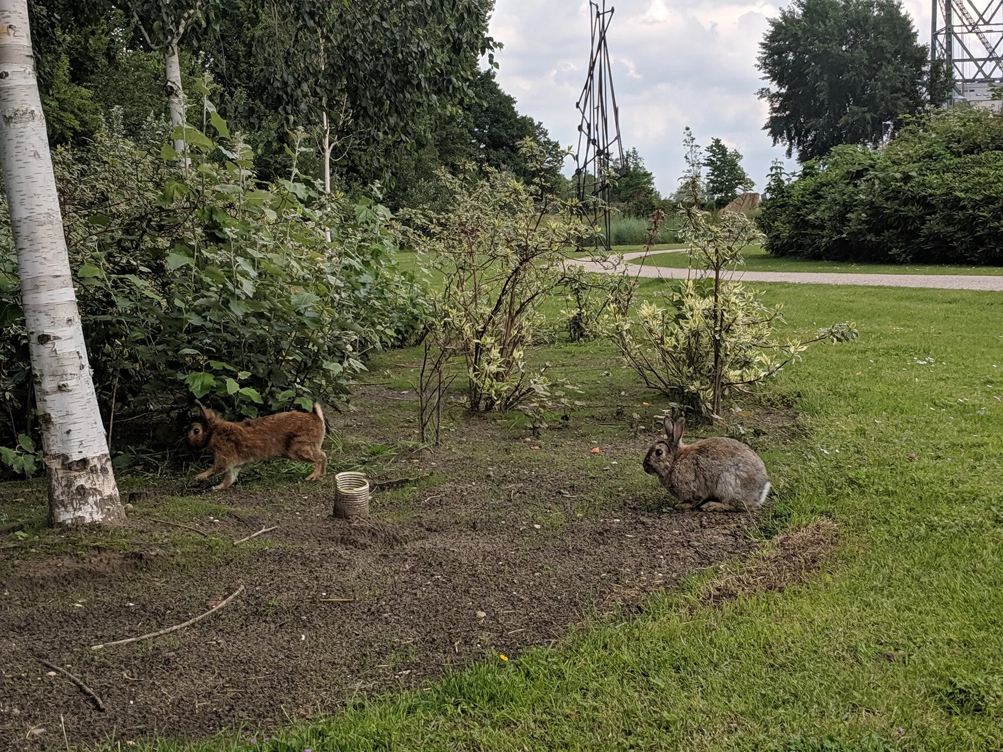 Rabbits in a park